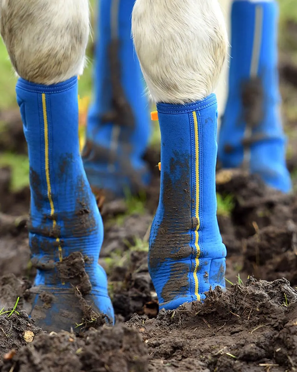 Equilibrium Equi-Chaps Close Contact Chaps